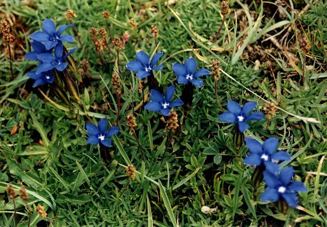 Gentianne printanire