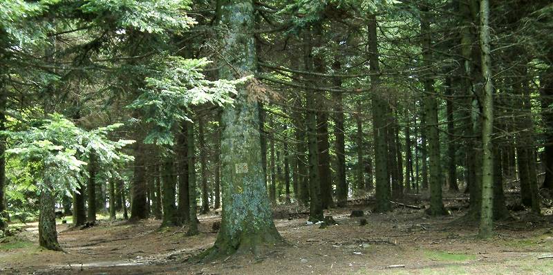 forêt 2