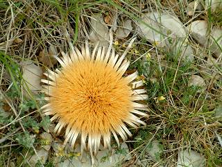 Carline  feuilles d'Acanthe