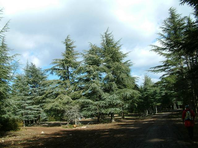 Fort des Cdres