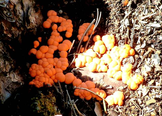 champignon