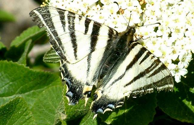 papillon