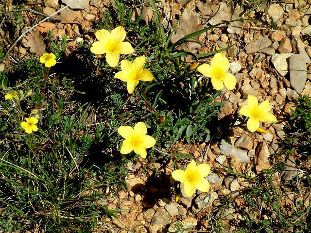 fleurs x