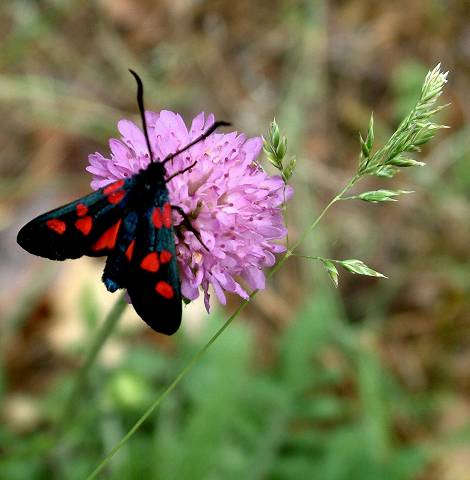 Papillon