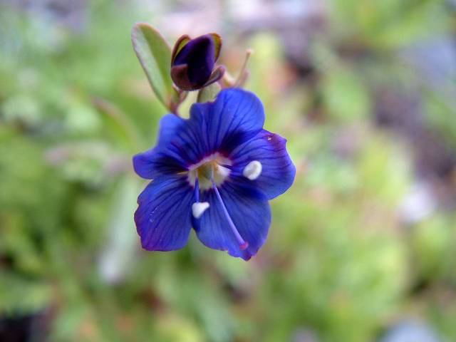 fleur