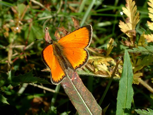 papillon