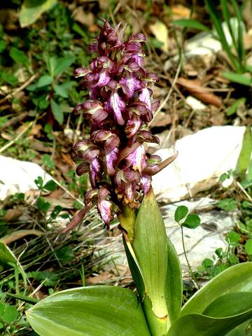 orchide