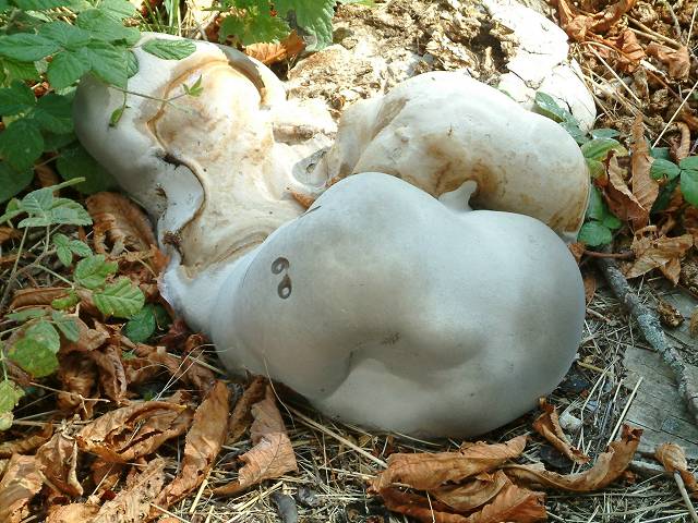 champignon