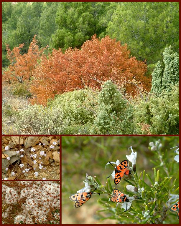 automne