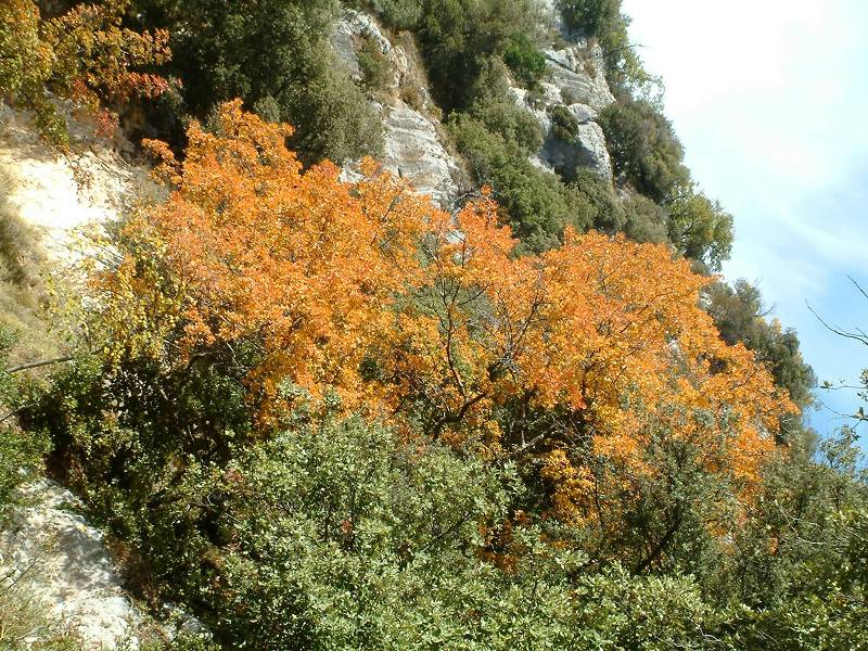 Automne 1