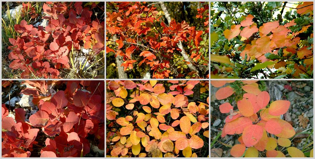 automne 2