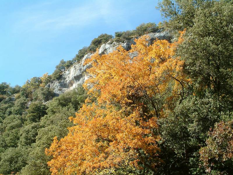 automne