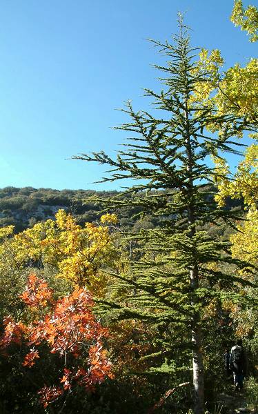 arbres