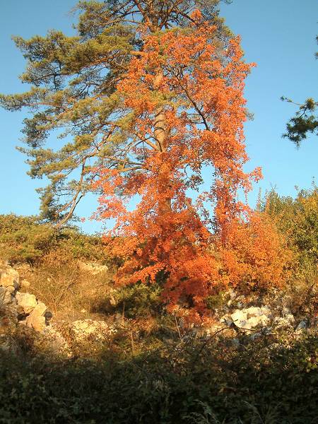 arbre