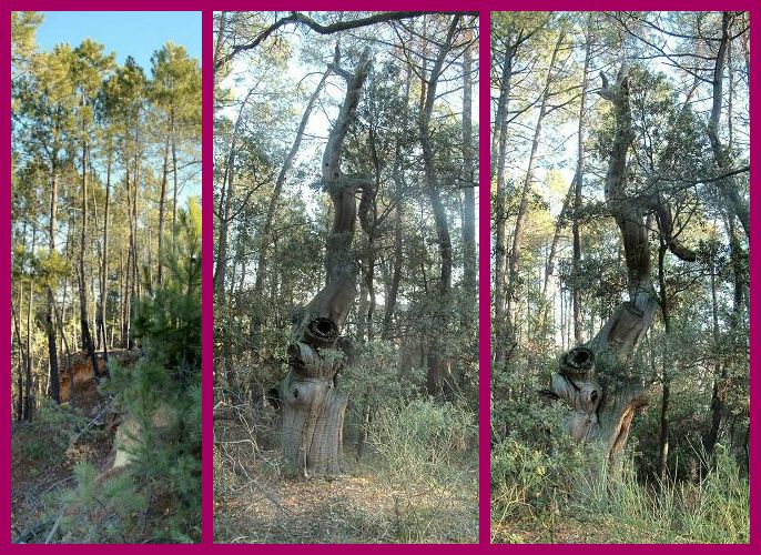 Arbres