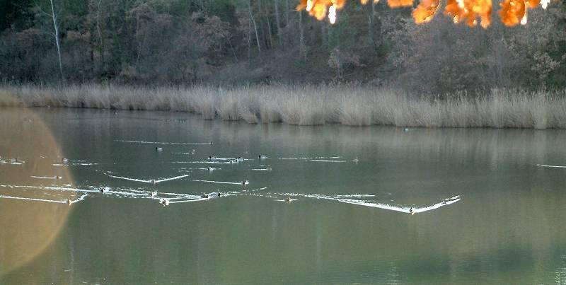 Canards
