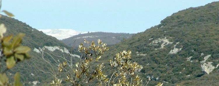 Ventoux