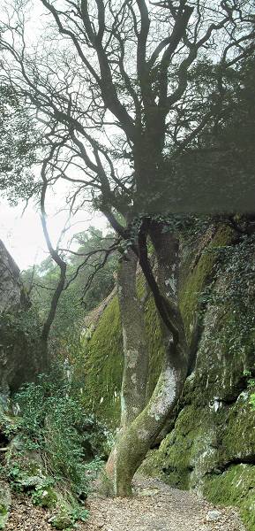 Rgalon10