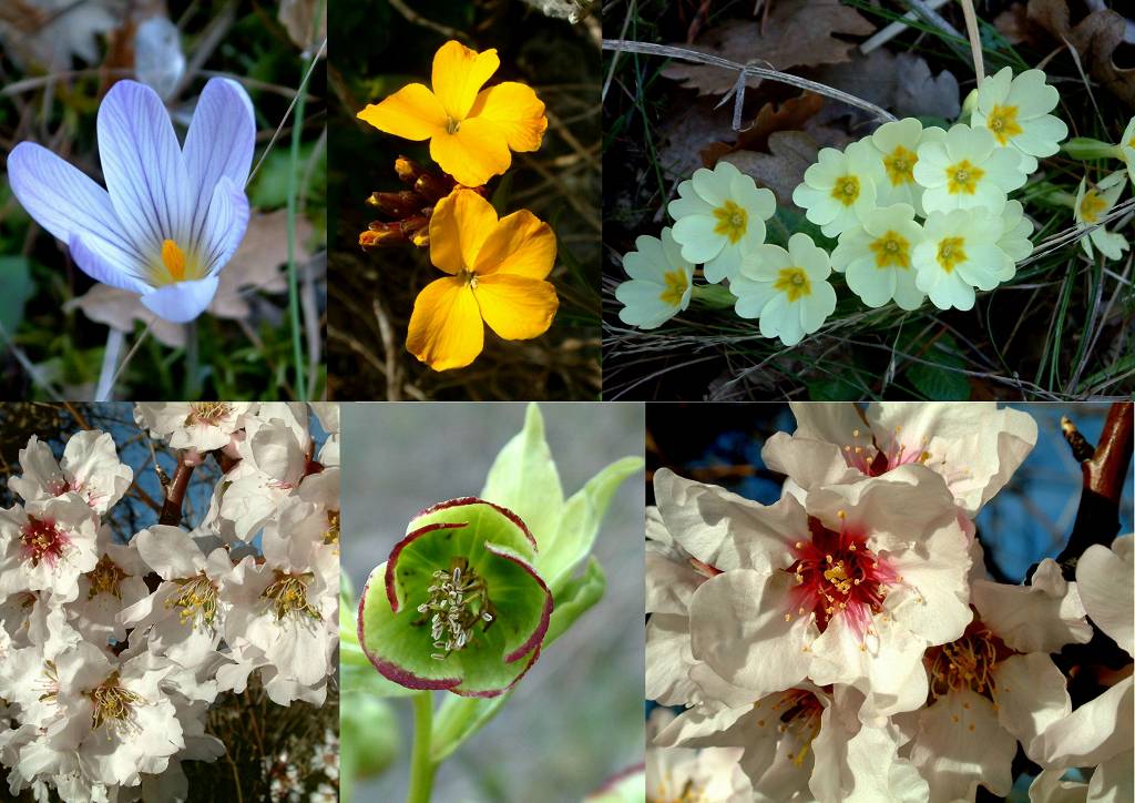 Fleurs