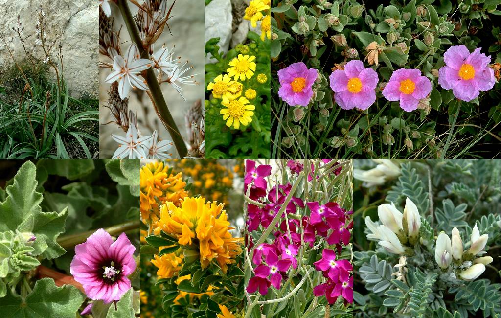 Fleurs s1