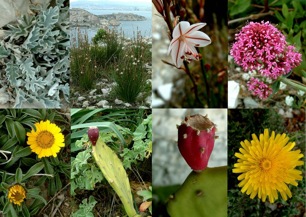 Fleurs s2