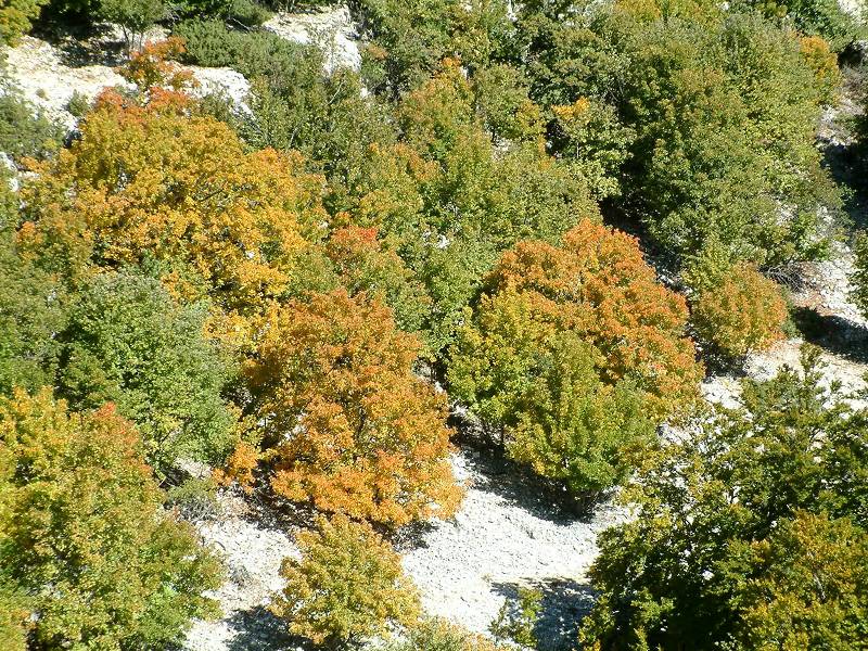 automne
