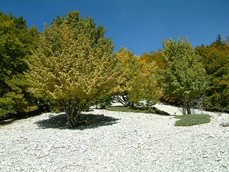 automne
