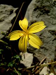 fleur