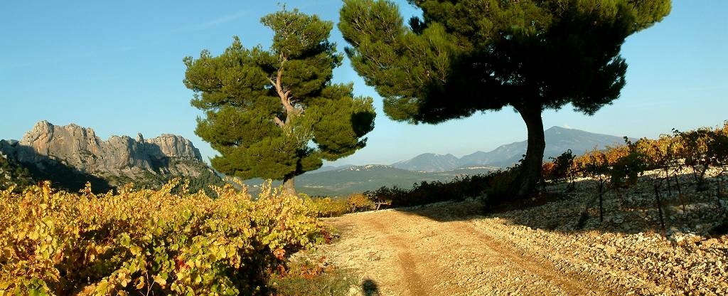 Vigne et Ventoux