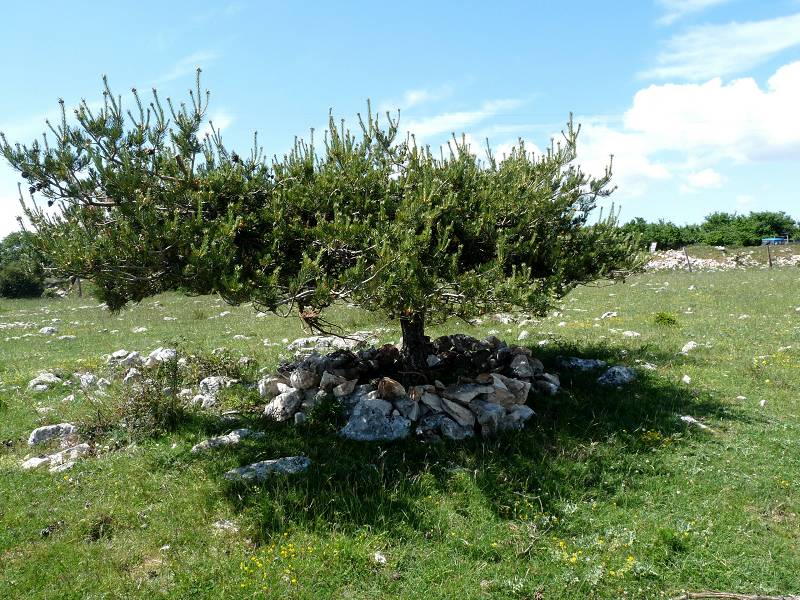Arbres vents ?