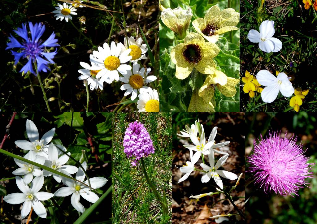 Fleurs