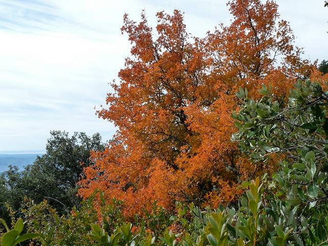 Automne