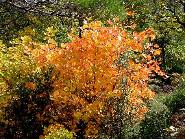 Automne
