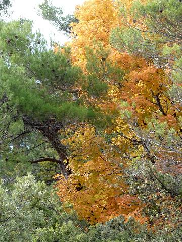 Automne