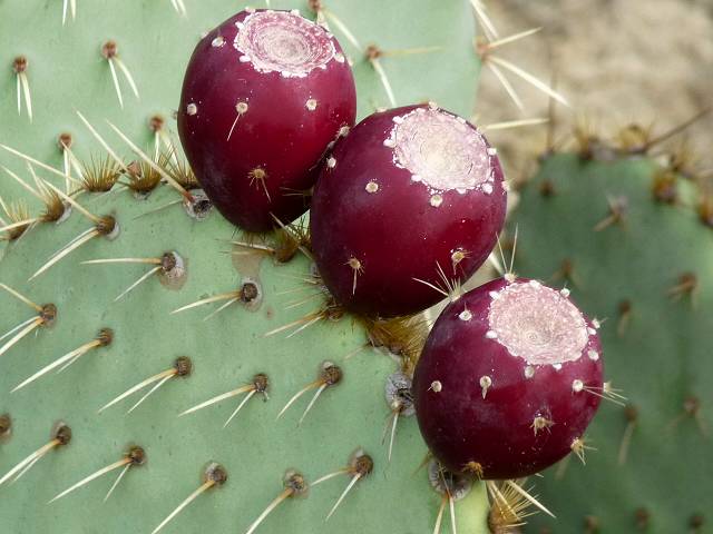 Figues de Barbarie
