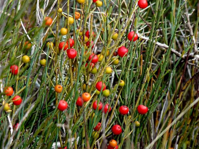 boules