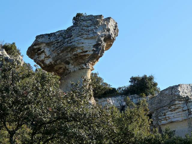 champignon