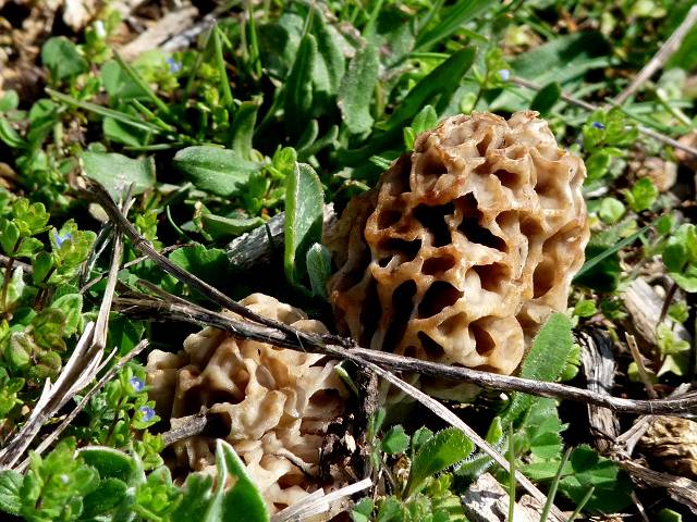 morilles