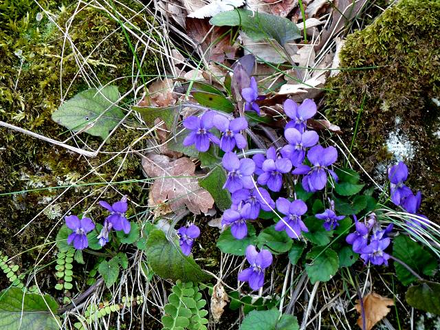violettes