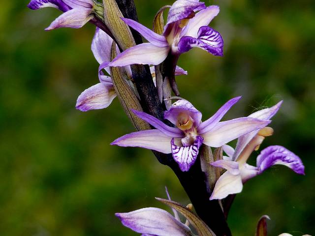 orchis