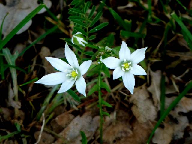 fleur