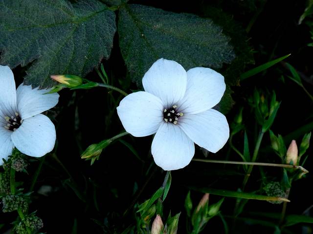 fleur