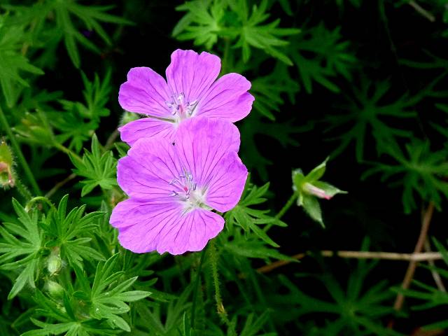 fleur
