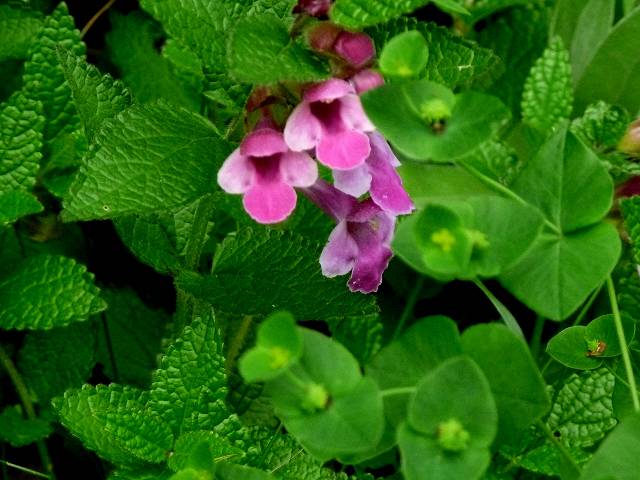 fleur