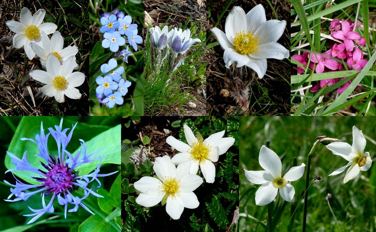 fleurs
