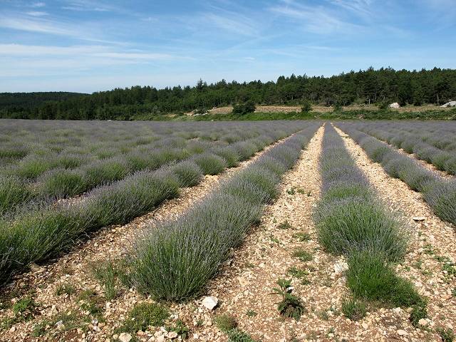 Lavande