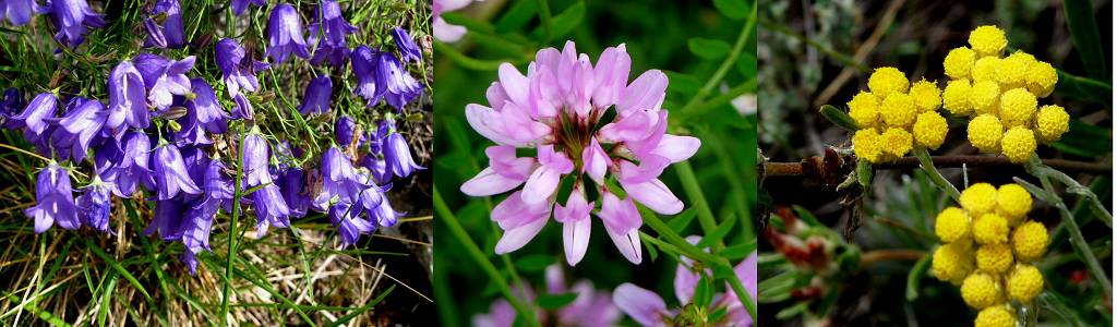 fleurs