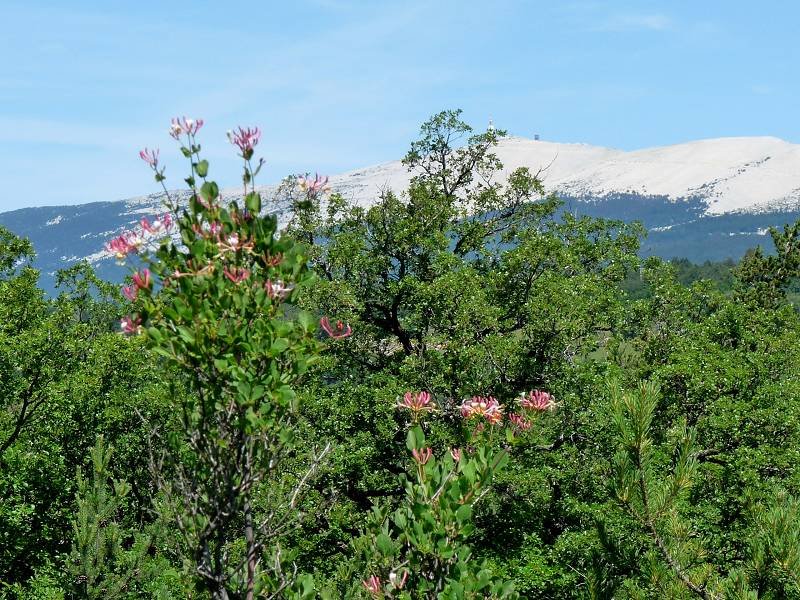 Ventoux