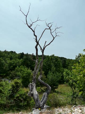 Nature morte