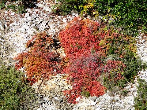 automne